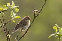 Fitis (Phylloscopus trochilus)