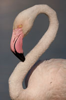 Flamingo (Phoenicopterus roseus)