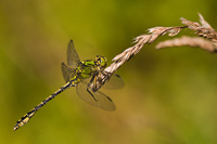 Gaffellibel (Ophiogomphus cecilia)