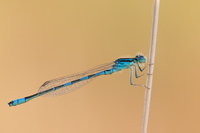 Gaffelwaterjuffer (Coenagrion scitulum)