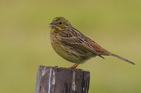 Geelgors (Emberiza citrinella)