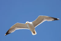 Geelpootmeeuw (Larus michahellis)