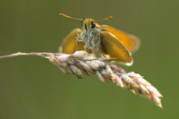 Geelsprietdikkopje (Thymelicus sylvestris)