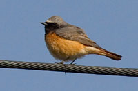 Gekraagde roodstaart (Phoenicurus phoenicurus)