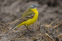 Gele kwikstaart (Motacilla flava)