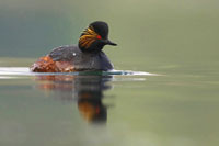 Geoorde fuut (Podiceps nigricollis)