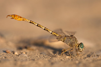 Gestreepte haaklibel (Paragomphus lineatus)