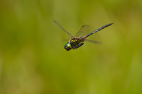 Gevlekte glanslibel (Somatochlora flavomaculata)