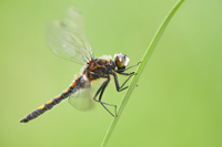 Gevlekte witsnuitlibel (Leucorrhinia pectoralis)