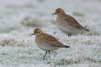 Goudplevier (Pluvialis apricaria)