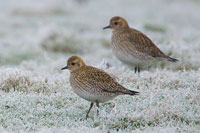 Goudplevier (Pluvialis apricaria)