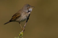 Grasmus (Sylvia communis)