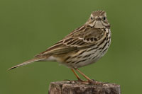 Graspieper (Anthus pratensis)