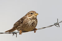 Grauwe gors (Emberiza calandra)