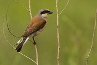 Grauwe klauwier (Lanius collurio)