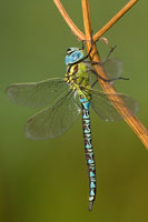 Groene glazenmaker (Aeshna viridis)