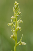 Groene nachtorchis (Dactylorhiza viridis)