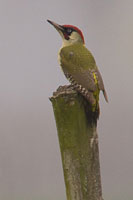 Groene specht (Picus viridis)