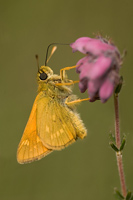 Groot dikkopje (Ochlodes faunus)