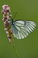 Groot geaderd witje (Aporia crataegi)