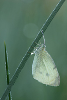 Groot koolwitje (Pieris brassicae)