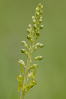 Grote keverorchis (Neottia ovata)