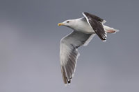 Grote mantelmeeuw (Larus marinus)