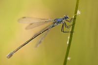 Grote pantserjuffer (Lestes macrostigma)