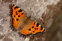 Grote vos (Nymphalis polychloros)