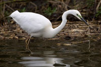 Grote zilverreiger (Casmerodius albus)