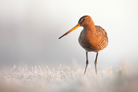 Grutto (Limosa limosa)