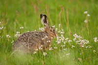 Haas (Lepus Europaeus)