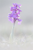 Harlekijn (Anacamptis morio)