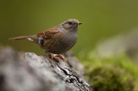 Heggemus (Prunella modularis)