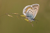 Heideblauwtje (Plebejus argus)