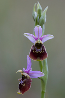 Hommelorchis (Ophrys fuciflora)