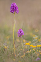 Hondskruid (Anacamptis pyramidalis)