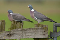 Houtduif (Columba palumbus)