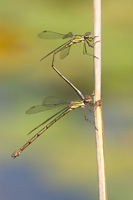 Houtpantserjuffer (Chalcolestes viridis)