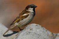 Huismus (Passer domesticus)