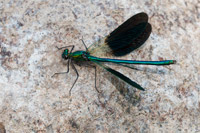 Iberische beekjuffer (Calopteryx xanthostoma)