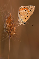 Icarusblauwtje (Polyommatus icarus)
