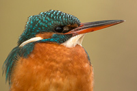 IJsvogel (Alcedo atthis)