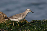 Kanoetstrandloper (Calidris canutus)