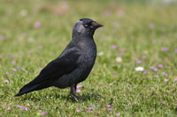 Kauw (Corvus monedula)