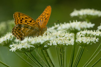 Keizersmantel (Argynnis paphia)