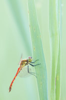 Kempense heidelibel (Sympetrum depressiusculum)