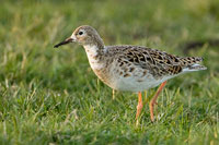 Kemphaan (Philomachus pugnax)