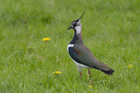 Kievit (Vanellus vanellus)