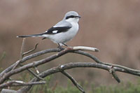 Klapekster (Lanius excubitor)